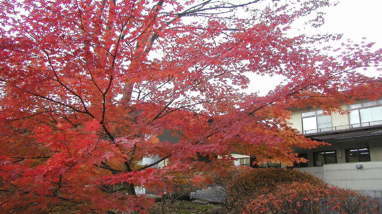 Hotel Natural Garden Nikko Exterior foto